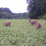 Game Changer Forage Soybean
