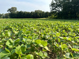 Biologic Spring Protein Peas Food Plot Seed - 9.99 Flat Rate Shipping