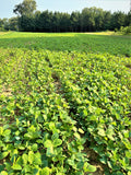 Biologic Spring Protein Peas Food Plot Seed - 9.99 Flat Rate Shipping