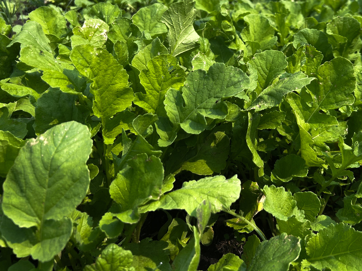 New Zealand Maximum Food Plot Seed | Plant BioLogic