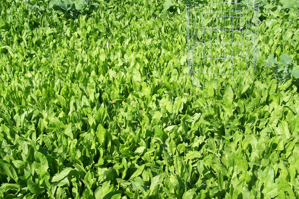 Chicory Food Plot Seed Additive