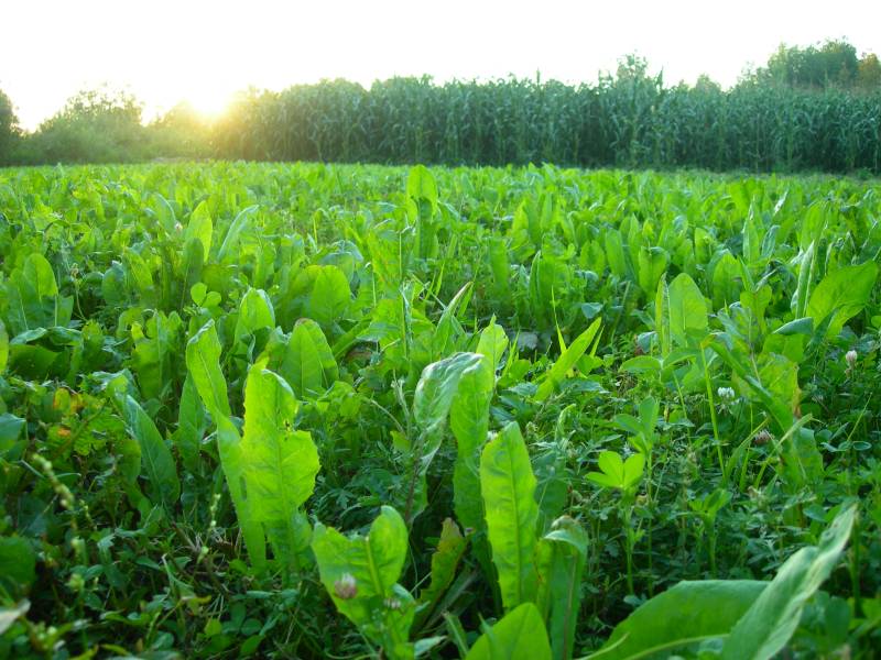planting chicory seeds Biologic Chicory Plot Performance Additive