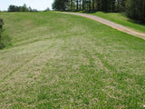 Perennial deer food plot seed  drought tolerant clover chicory blend
