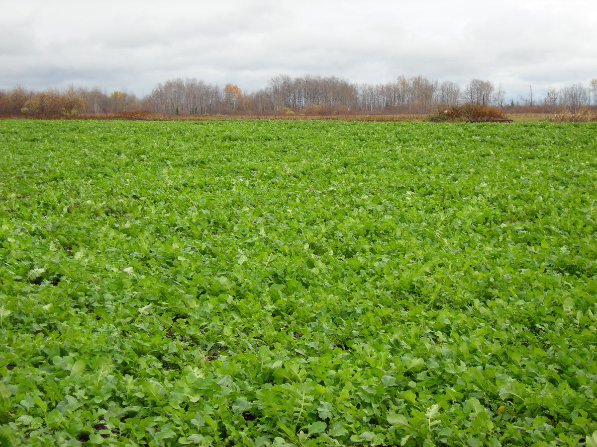Biologic Deer Radish Food Plot Seed Plant BioLogic