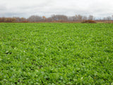 Deer radish food plot seed