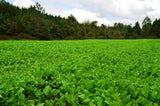 deer food plot seed, whitetail food plot seed, turnip seed, brassica food plot seed, deer radish