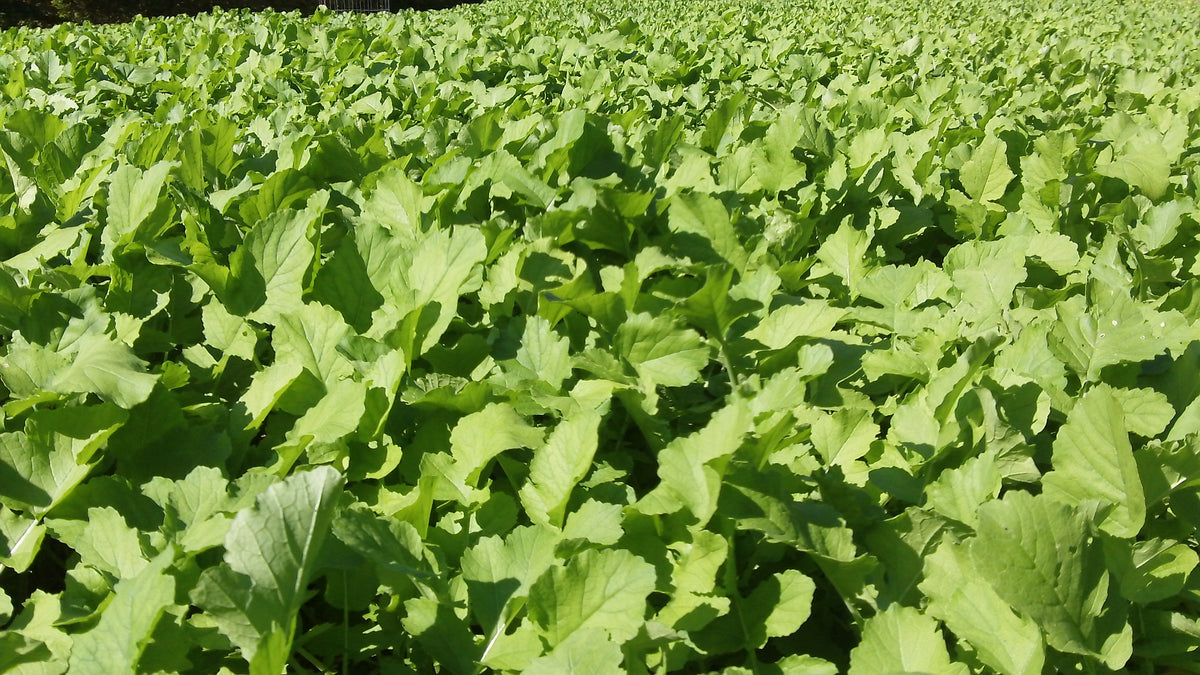 New Zealand Maximum Food Plot Seed Plant BioLogic