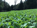 BioLogic New Zealand Maximum deer food plot seed field