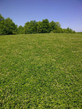 Perennial deer food plot seed  drought tolerant clover