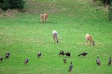 Perennial deer food plot seed  drought tolerant clover