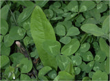 Perennial deer food plot seed  drought tolerant clover chicory blend