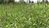 Spring food plot seed for ducks