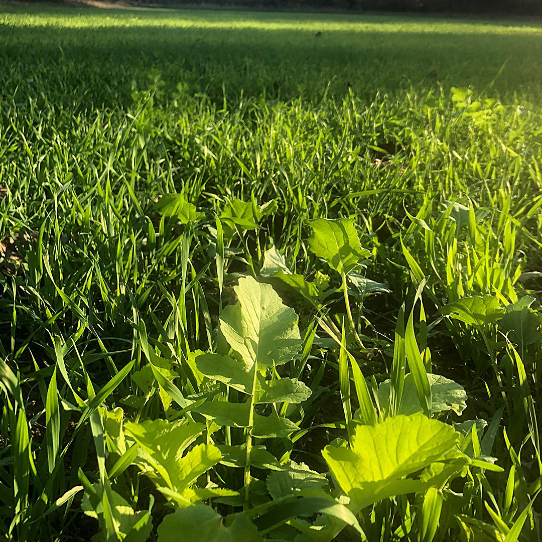 Hot Spot No Till Food Plot Seed 1/4 Acre Plant BioLogic