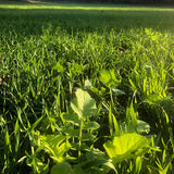 Hot Spot No-Till Food Plot Seed (1/4 acre)