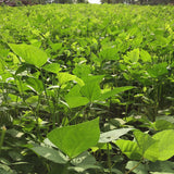 Biologic Spring Protein Peas Food Plot Seed - 9.99 Flat Rate Shipping