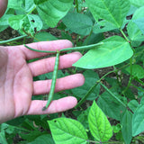 Biologic Spring Protein Peas Food Plot Seed - 9.99 Flat Rate Shipping