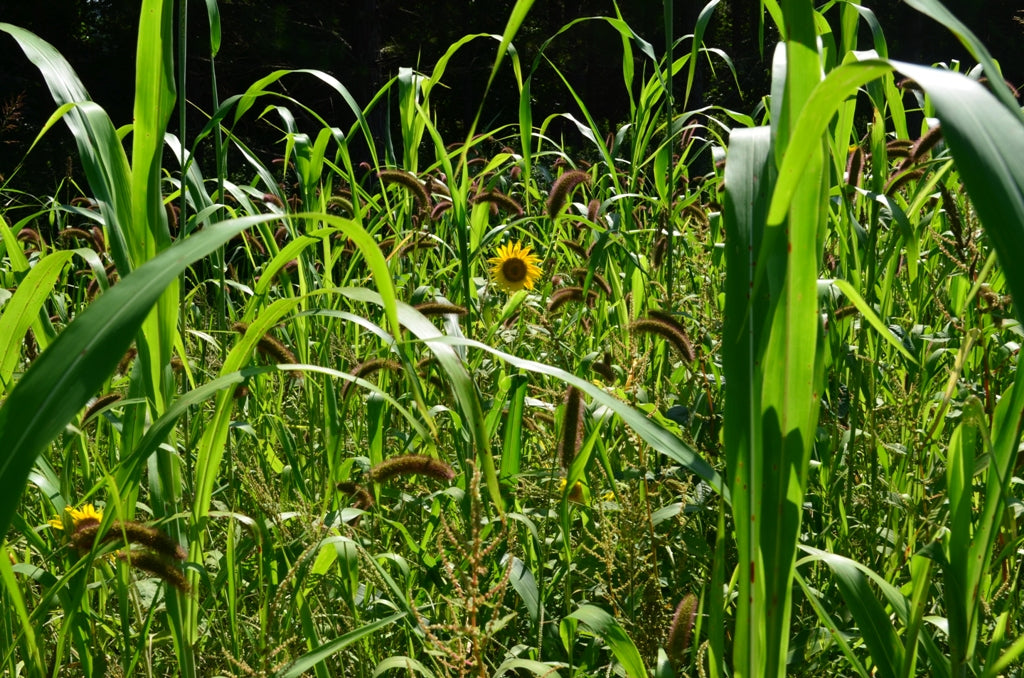 Biologic Whistleback Quail Food Plot Seed Plant BioLogic