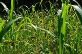 Spring annual turkey qual dove food plot seed
