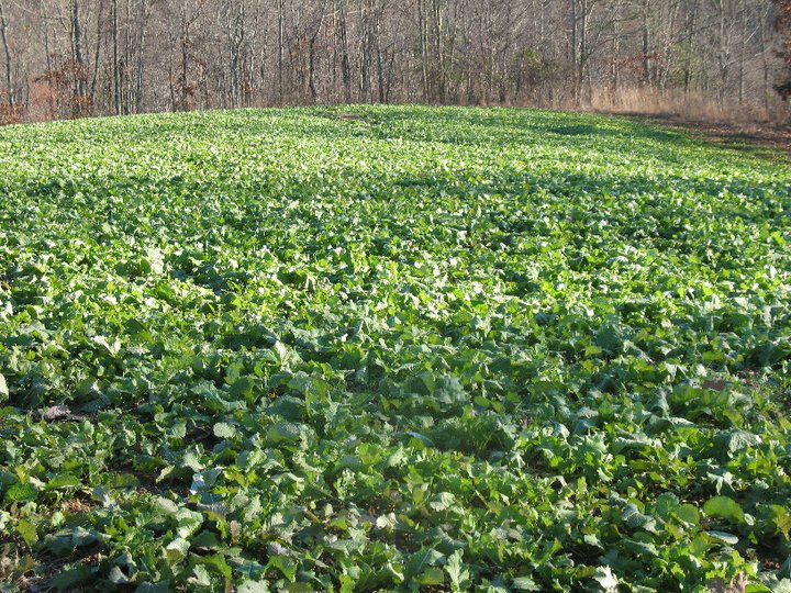 Sugar Beets Vs Turnips for Deer: Which is Better for Hunting?