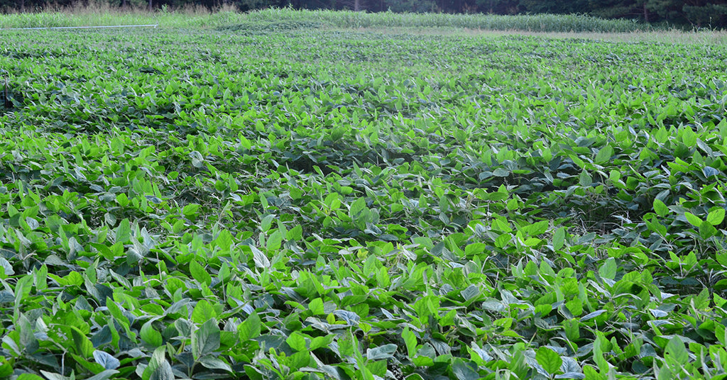 BioLogic’s NEW Game Changer Soybeans