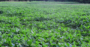 BioLogic’s NEW Game Changer Soybeans