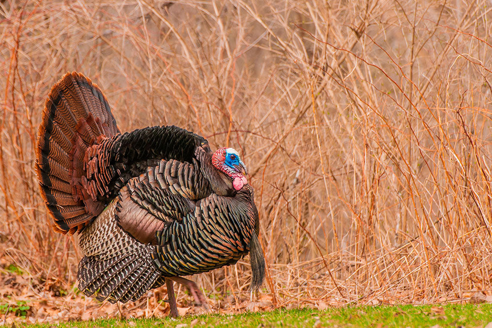 Food Plots for Turkeys and Quail