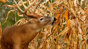 Wildlife Sweet Corn: A GameKeepers Secret