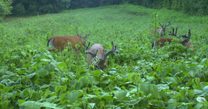SPRING FOOD PLOTS HELP WHITETAILS RECOVER FROM STRESS