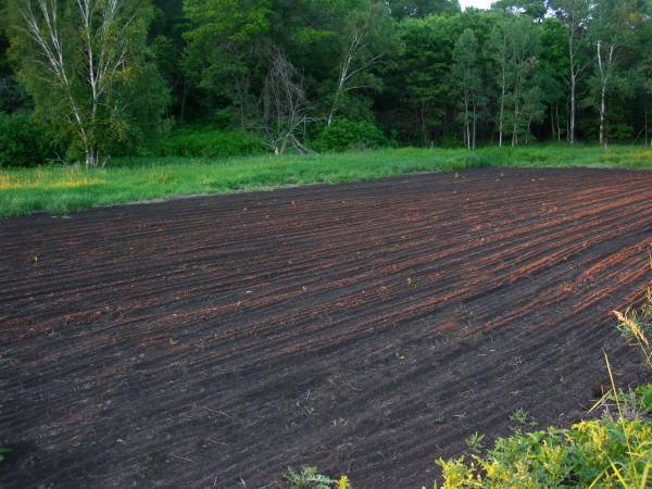 The Importance of A Well Prepared Food Plot Seed Bed