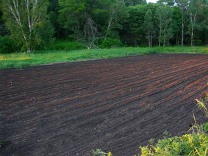 The Importance of A Well Prepared Food Plot Seed Bed