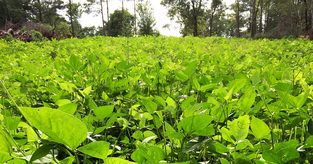 Spring Food Plots | What, When, and How