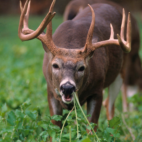 Fall Food Plot Seed