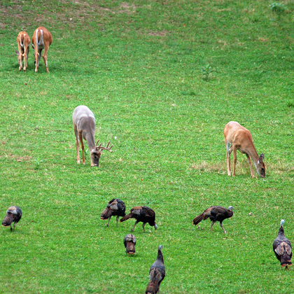 Perennial Food Plot Seed