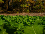 Green Patch Plus Food Plot Seed