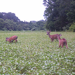 Game Changer Forage Soybeans 40lbs.