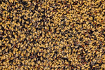 Hot Spot No-Till Food Plot Seed (1/4 acre)