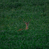 Game Changer Forage Soybean