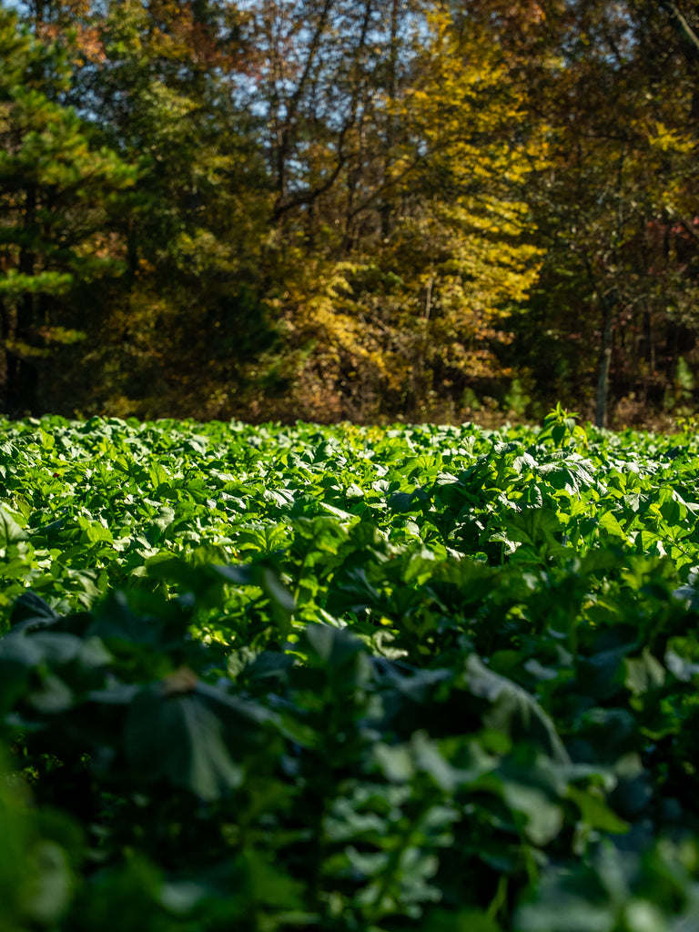 best food plot seed to plant in august Final Forage Fast Germinating Seed - 1/3 Acre