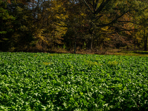 food plot seed to plant in august Final Forage Fast Germinating Seed - 1/3 Acre
