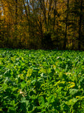 New Zealand Maximum Food Plot Seed