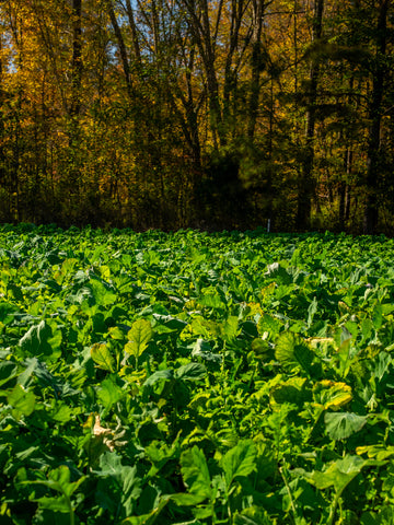 New Zealand Maximum Food Plot Seed | Plant BioLogic