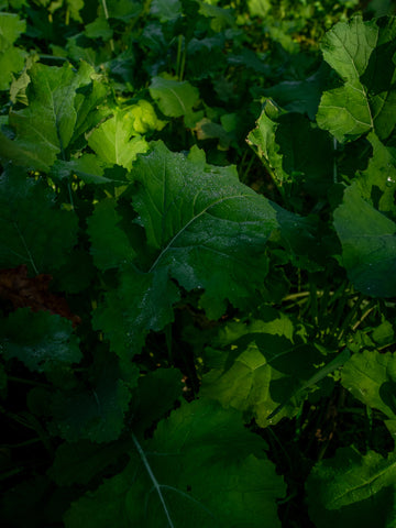 New Zealand Maximum Food Plot Seed | Plant BioLogic