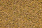 Game Changer Forage Soybean