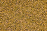 Game Changer Forage Soybean