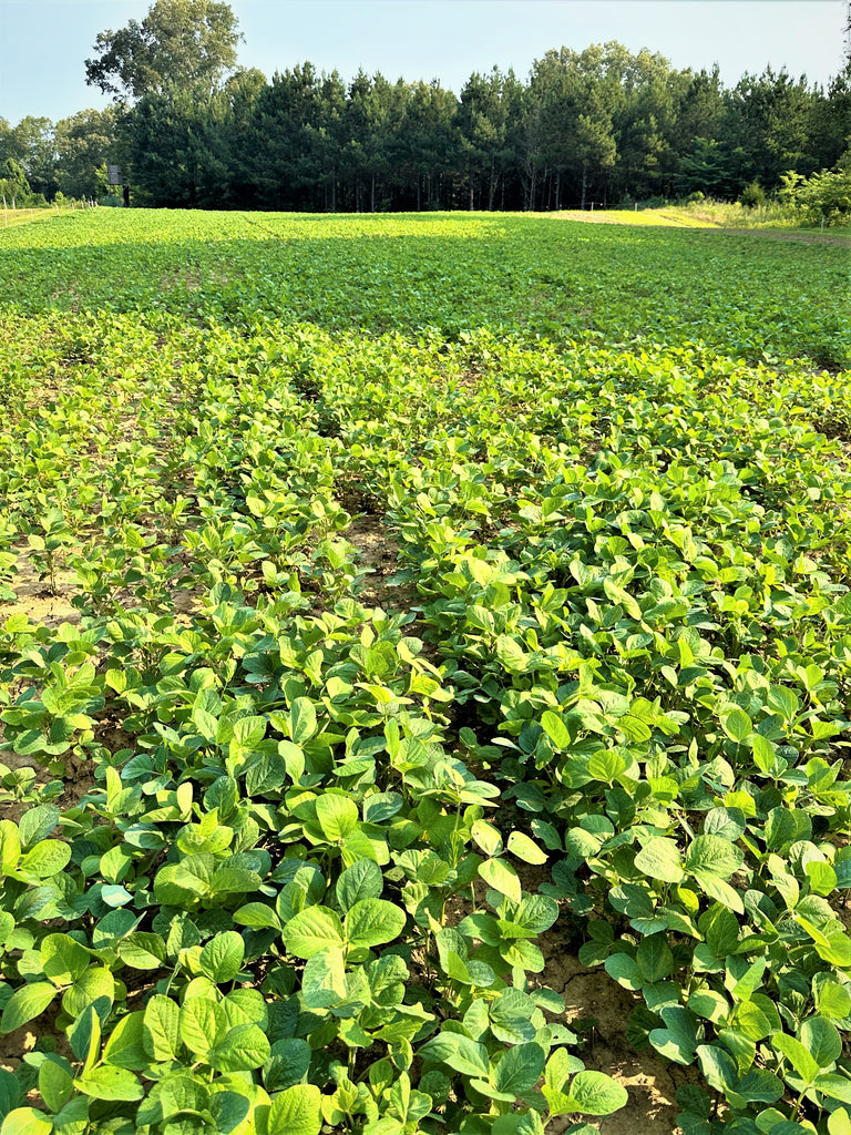 Spring Proteine Plant BioLogic Spring Protein Peas | Spring Pea Seeds for Deer