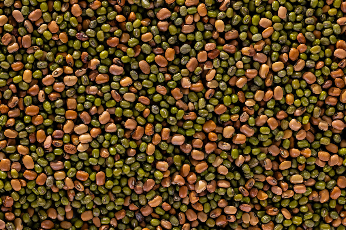 Plant BioLogic Spring Protein Peas | Spring Pea Seeds for Deer