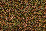 Biologic Spring Protein Peas Food Plot Seed - 9.99 Flat Rate Shipping