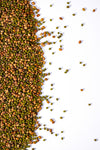 Biologic Spring Protein Peas Food Plot Seed - 9.99 Flat Rate Shipping