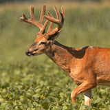 Biologic Spring Protein Peas Food Plot Seed - 9.99 Flat Rate Shipping