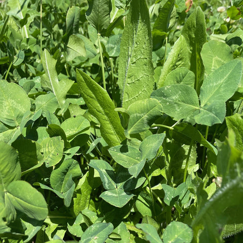 plant clover seed BioLogic New Zealand Clover Plus